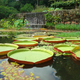 Victoria amazonica water lilies, garden of the Fazenda Vargem Grande, Clemente Gomes residence, Areias, designed by Roberto Burle Marx, 1979.